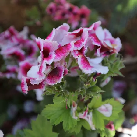 Rosa Dei Venti Lägenhet Scoglitti